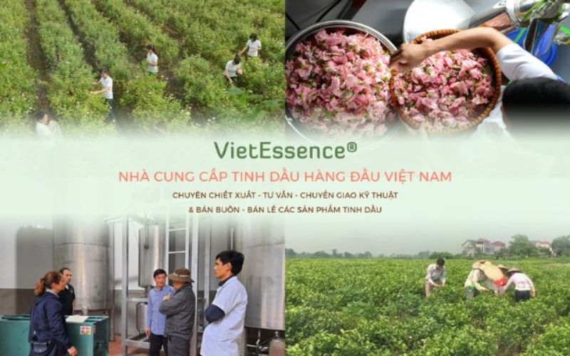 địa chỉ nhập sỉ tinh dầu vipsen