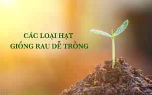 các loại hạt giống rau dễ trồng